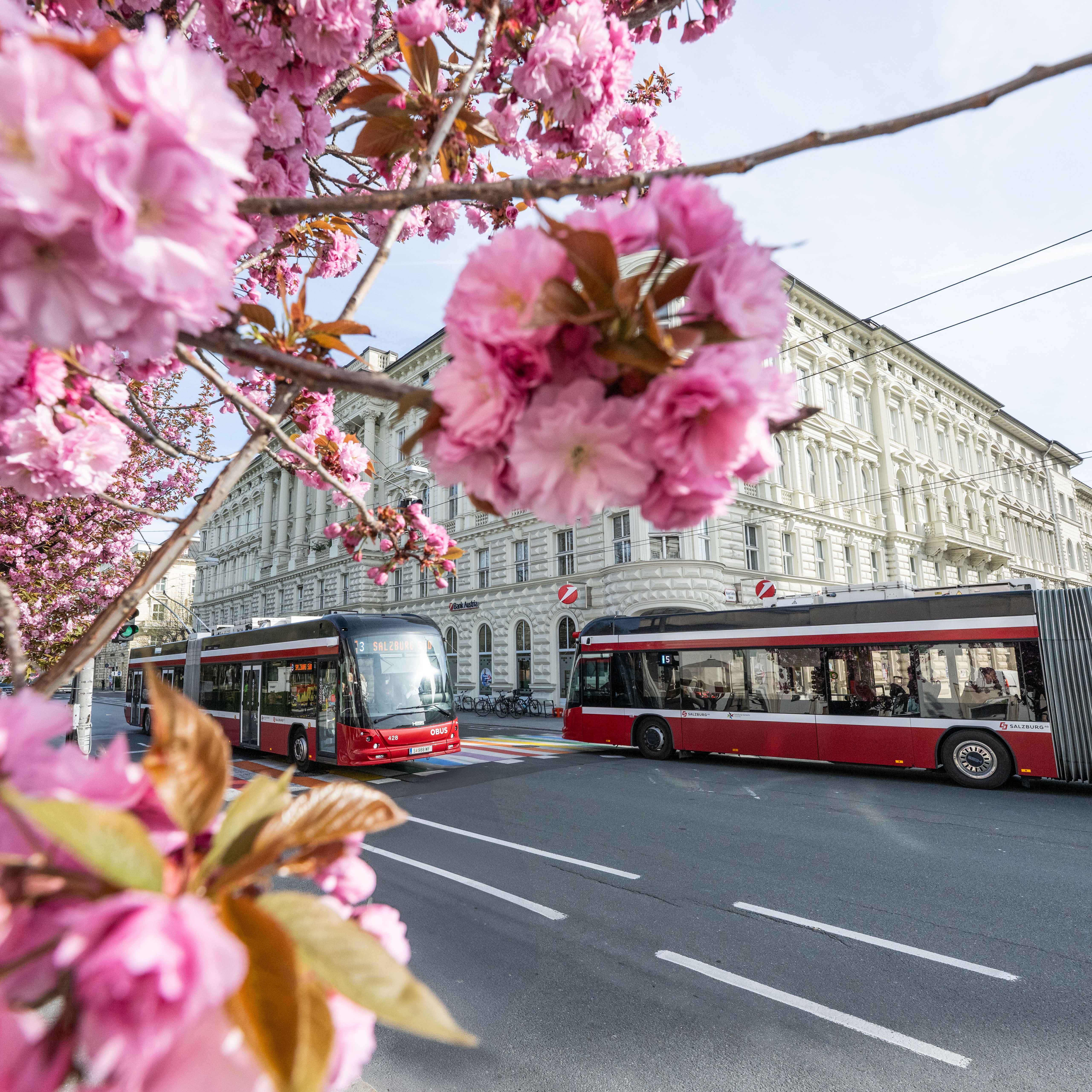 Obus der Stadt Salzburg am Mirabellplatz zur Kirschblüte im Frühling am 14.04.2025. // Trolleybus at Mirabellplatz during the cherry blossom season in spring on April 14, 2025.